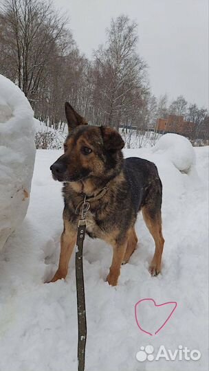 Собака в добрые руки