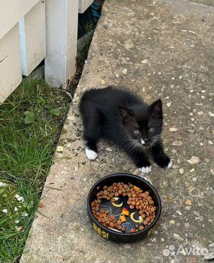 Красивый котёнок в дар, 1,5 месяца