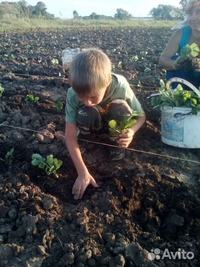 Рассада клубники. Клубника