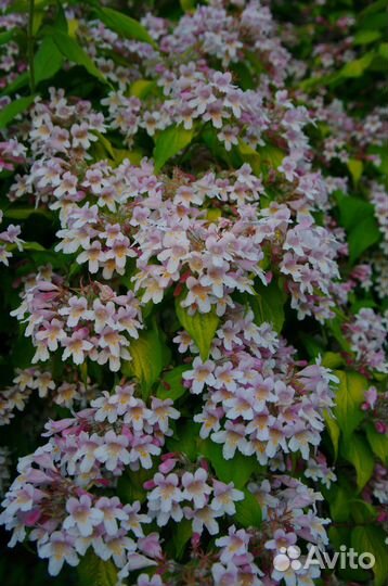 Декоративные кустарники