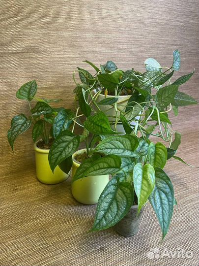 Монстера Siltepecana