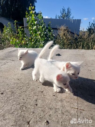 Котята обычные бесплатно