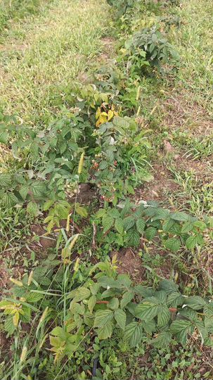 Участок 2,2 га (СНТ, ДНП)