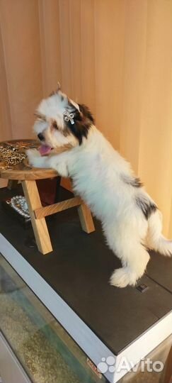 Малыши йорки