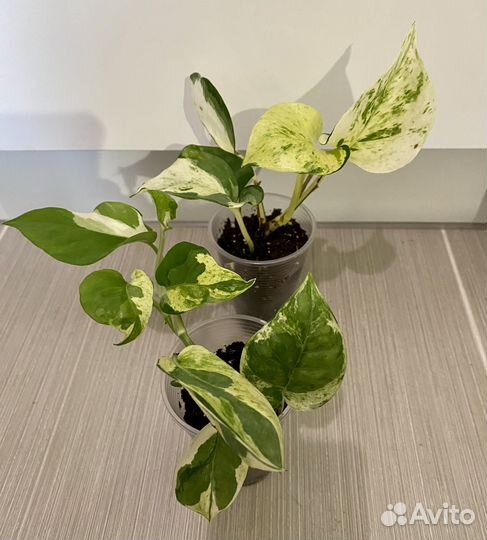 Эпипремнумы, сциндапсусы