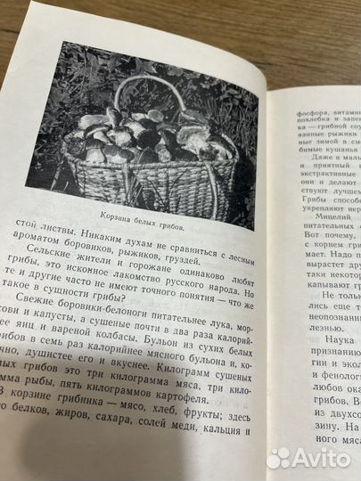 Дары русского леса