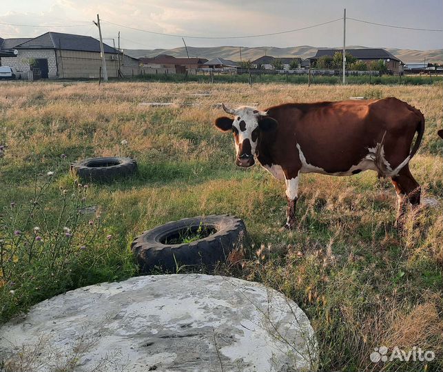 Корова дойная