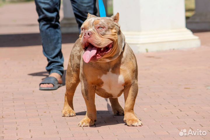 Американский булли