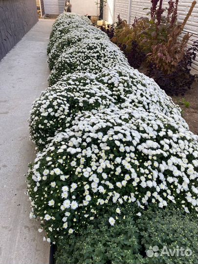 Дубочки шарообразные