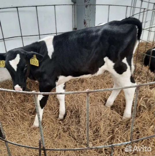 Продаем бычки