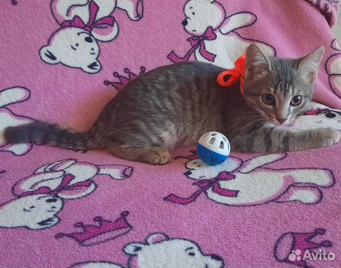 Котята в добрые руки бесплатно