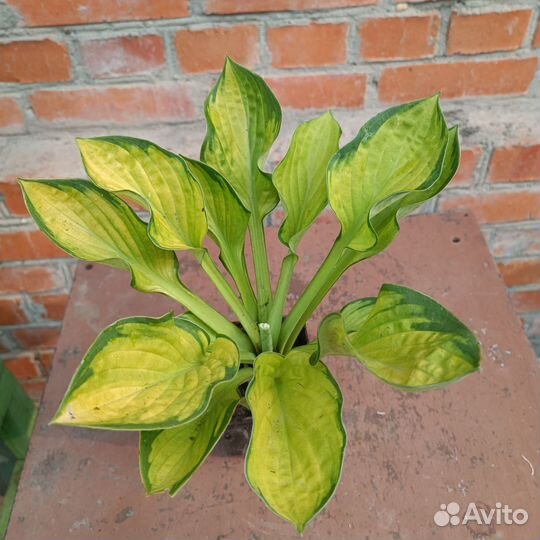 Хоста растение