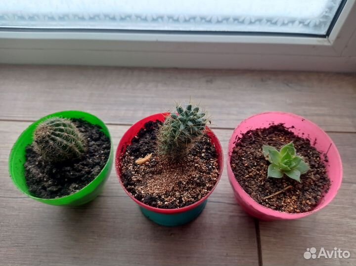 Кактусы и суккуленты