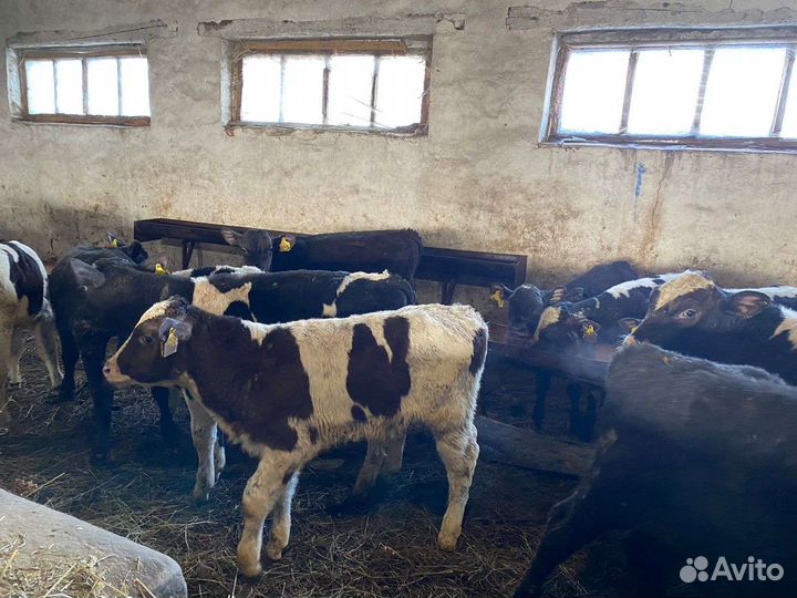 Телята бычки холмогорской породы