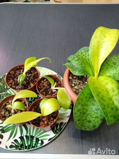 Дримиопсис