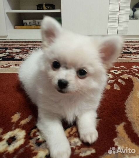 Чихуахуа девочка