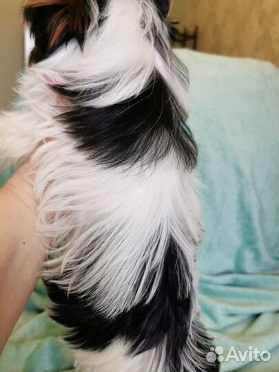 Бивер девочка