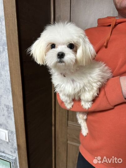 Мальтийская болонка микро