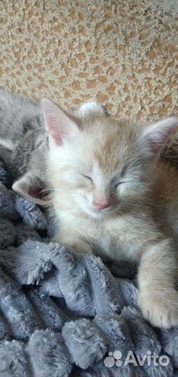 Котёнок малыш