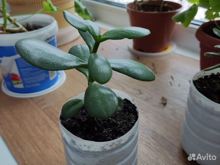 Толстянка (денежное дерево)