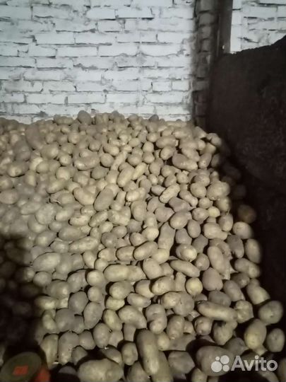 Продам картофель крупный. Сорт эмпала
