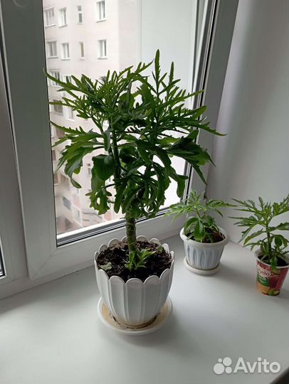 Комнатный цветок Оленьи рога