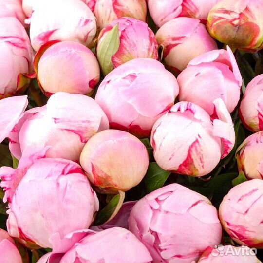 Пионы Букет 11 35 101 пион с доставкой