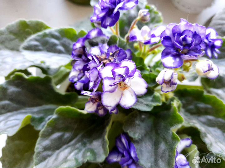 Фиалка в горшке