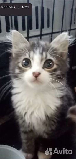 Котятам- красотулькам нужен дом. На передержке