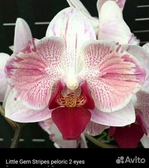 Орхидея фаленопсис Little Gem Stripes