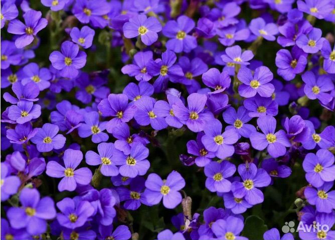 Тимьян ползучий Пурпурный ковер