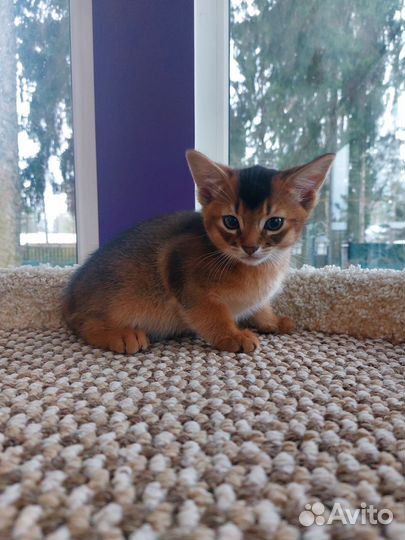 Абиссинские котята