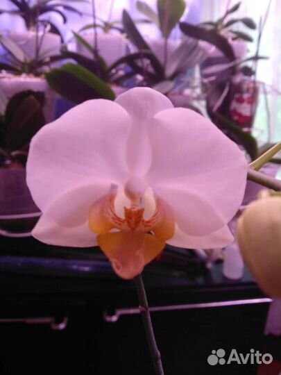 Орхидея фаленопсис Дарвин