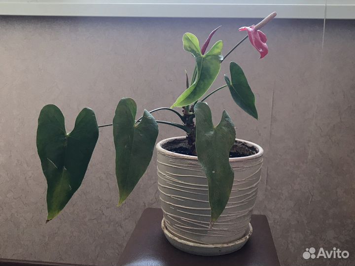 Антуриум красный