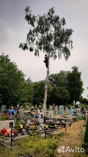 Спил деревьев