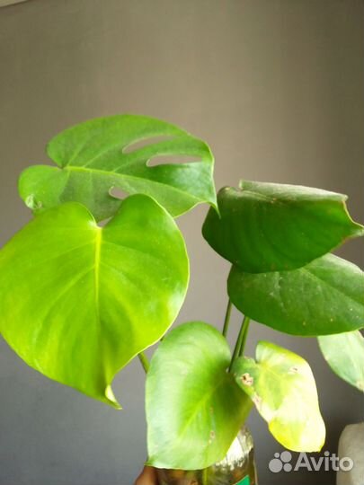 Монстера Делициоза