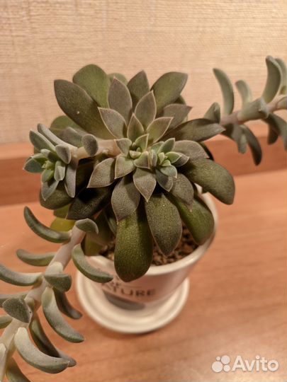 Эчеверия, отростки на срез