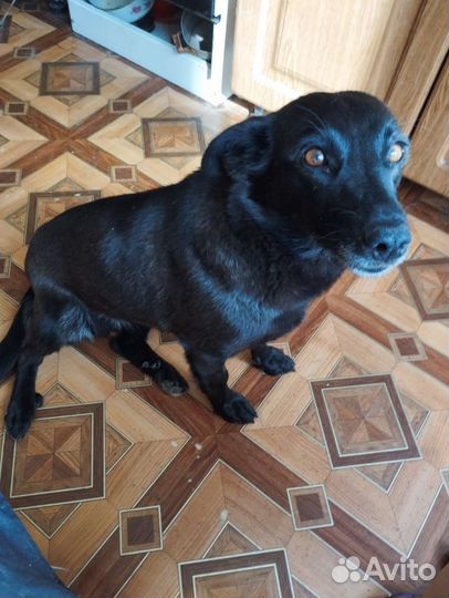 Собака маленькой поррды