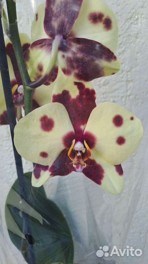 Орхидея фаленопсис биг лип