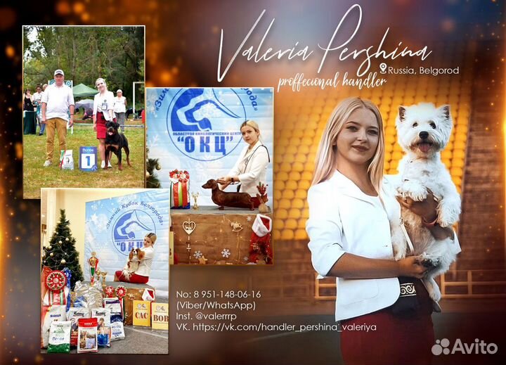 Услуги хендлера, дрессировка собак