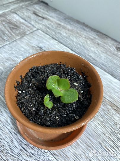 Суккуленты (денежное дерево и хавротия)