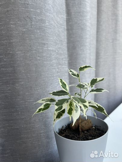 Тюль леруа мерлен