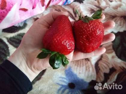 Растения разные и семена