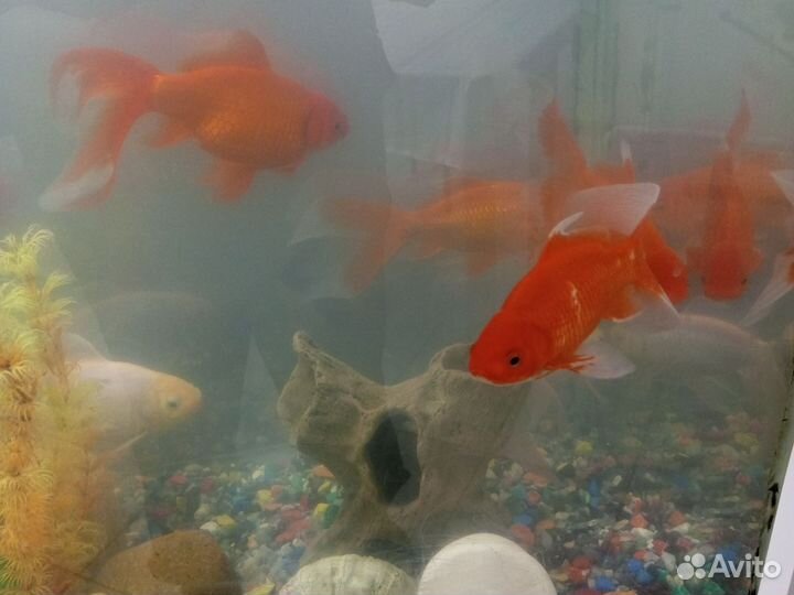 Аквариум с рыбками на столе