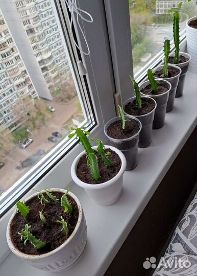 Молочай трехгранный эуфорбия суккулент детки