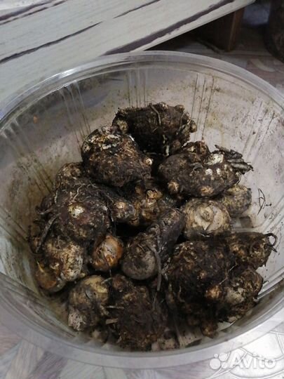 Цветы каллы