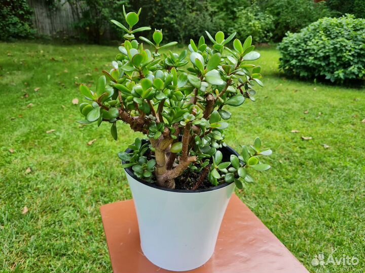 Денежное дерево (толстянка) большое, 2 штуки
