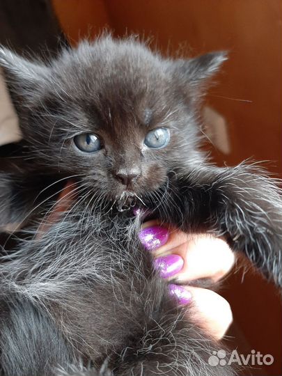 Котенок девочка