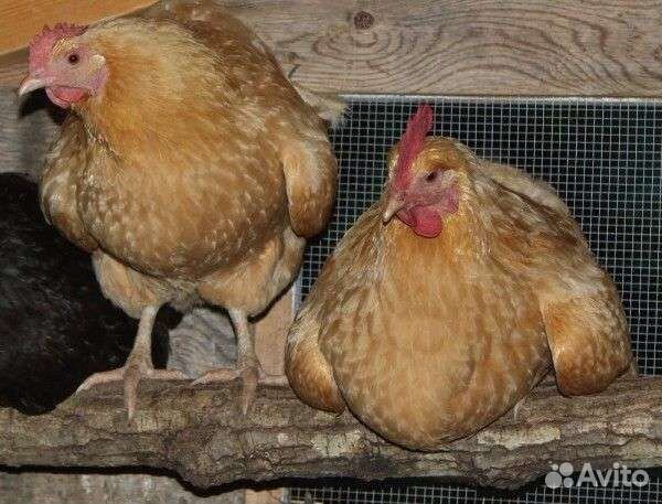 Птичий Помет, Навоз