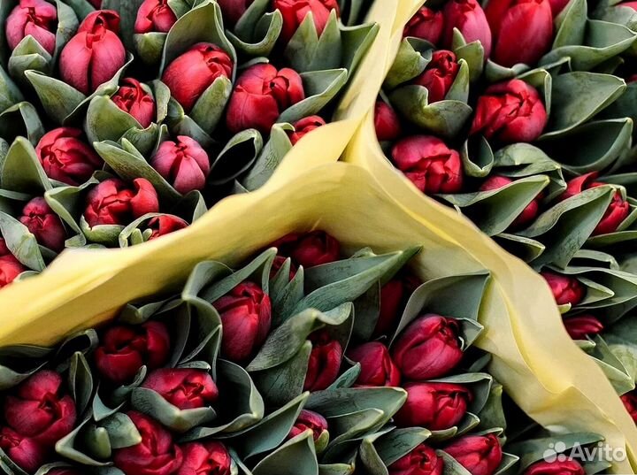 Тюльпаны оптом